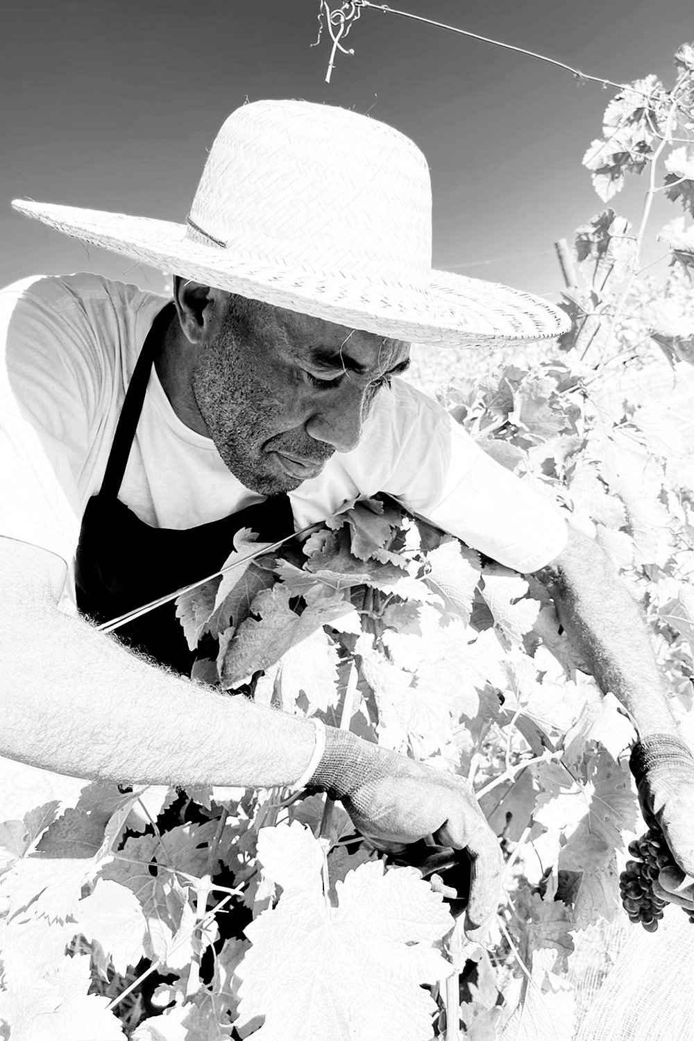 Cópia de PHOTO-2022-07-28-20-31-49