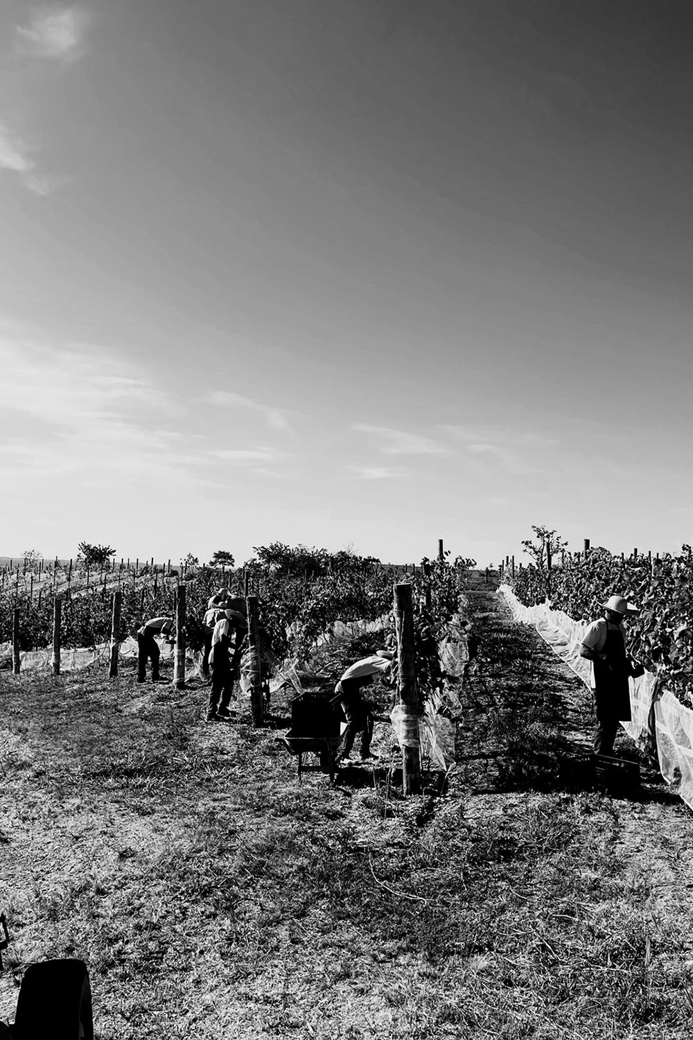 Cópia de PHOTO-2022-07-28-20-31-51